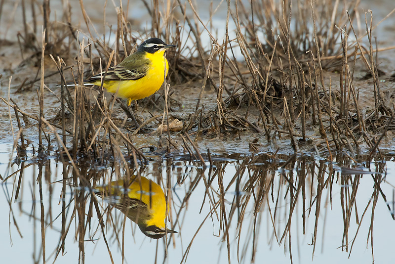 Cutrettola-Motacilla flava 